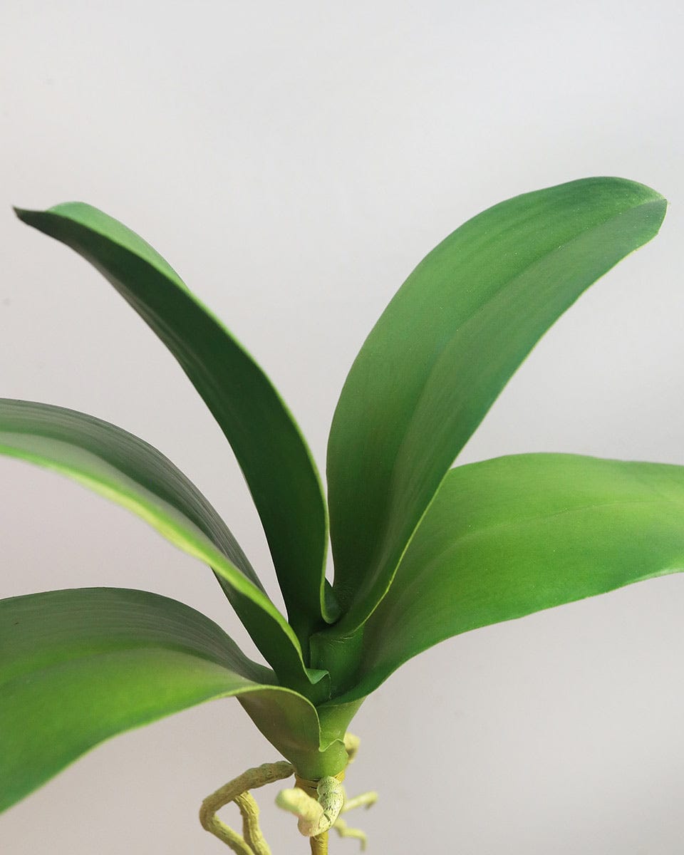 Prestige Botanicals Artificial Phalaenopsis Orchid Foliage close up