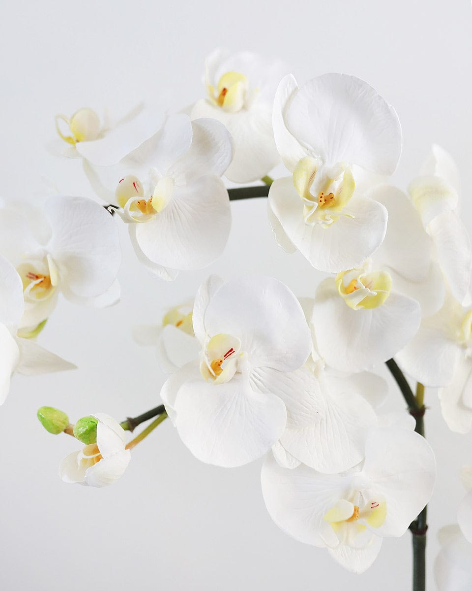 Prestige Botanicals Artificial White Spray Phalaenopsis Orchid close up