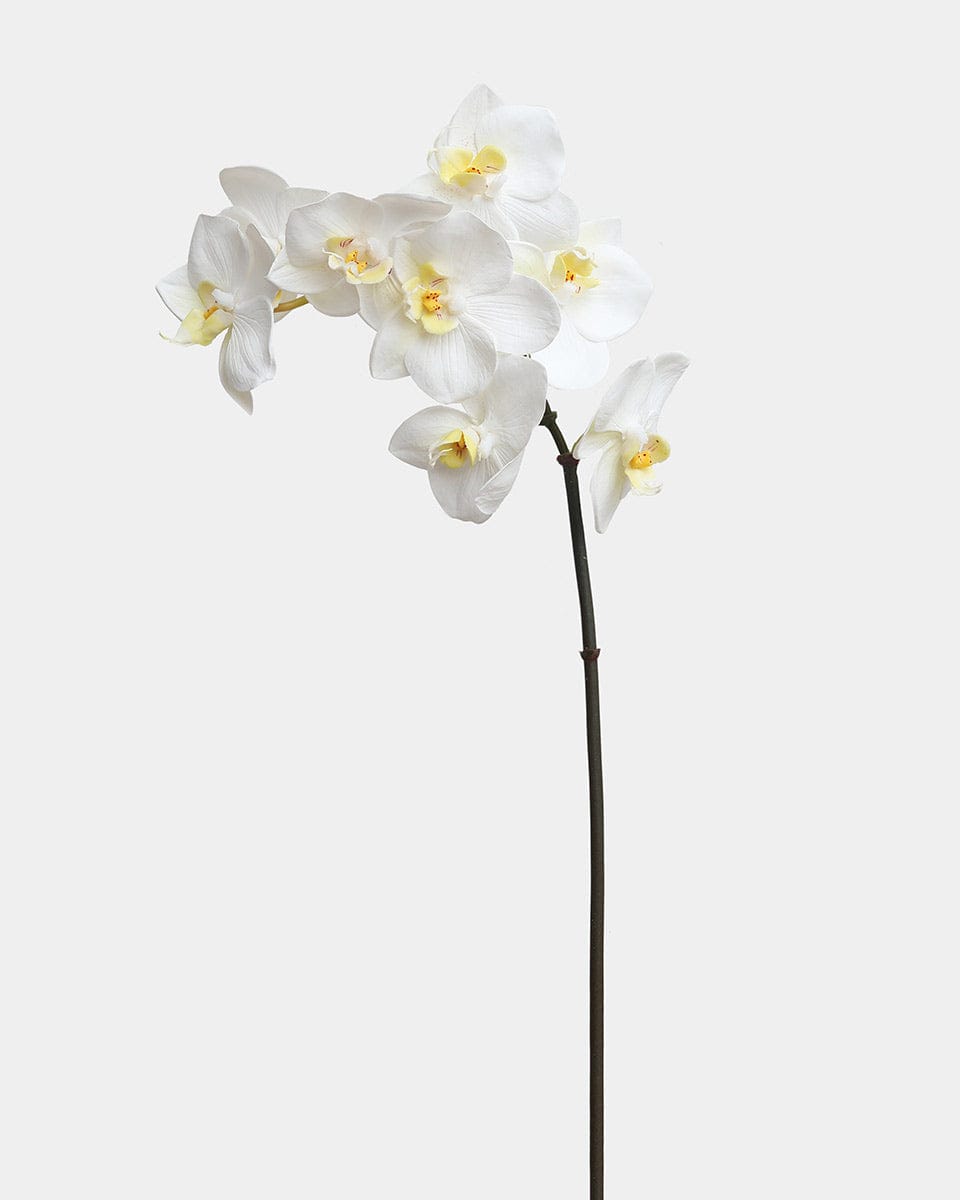 Prestige Botanicals Artificial White Orchid Phalaenopsis Stem