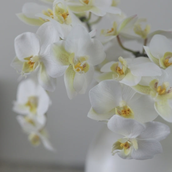 Video of Artificial White Orchids Styled in Vase