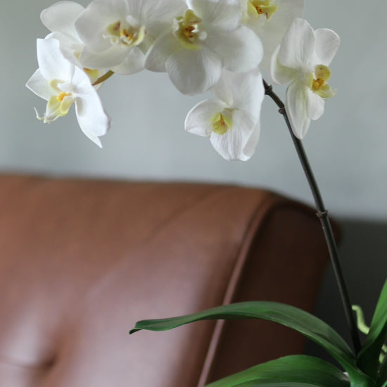 Clip of Artificial White Orchid Styled with Faux Orchid Leaves